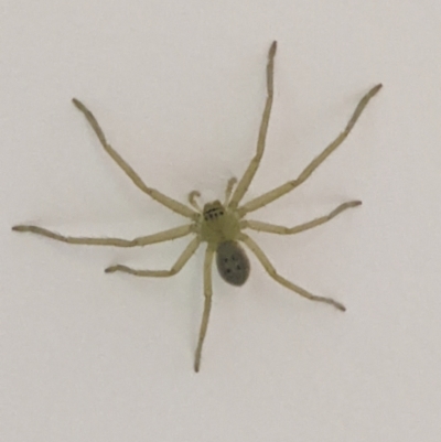 Unidentified Spider (Araneae) at Thurgoona, NSW - 26 Mar 2022 by ChrisAllen