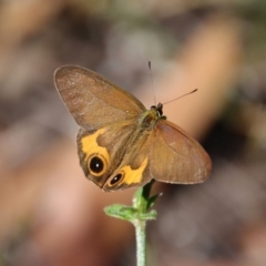 Hypocysta metirius (Brown Ringlet) at Moruya, NSW - 26 Mar 2022 by LisaH