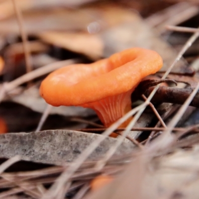 Unidentified Clubs/stalks on wood or on leaf/twig litter at Moruya, NSW - 26 Mar 2022 by LisaH