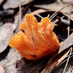 Unidentified Fungus by LisaH