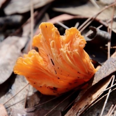 Unidentified Clubs/stalks on wood or on leaf/twig litter at Moruya, NSW - 26 Mar 2022 by LisaH