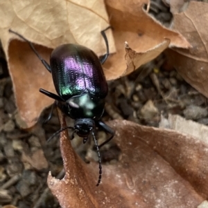 Chalcopteroides columbinus at Dickson, ACT - 24 Mar 2022