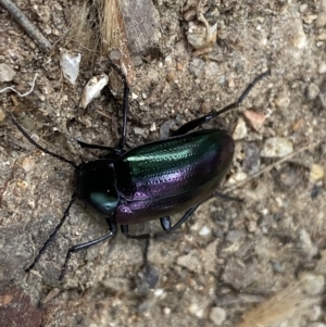 Chalcopteroides columbinus at Dickson, ACT - 24 Mar 2022