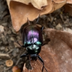 Chalcopteroides columbinus at Dickson, ACT - 24 Mar 2022