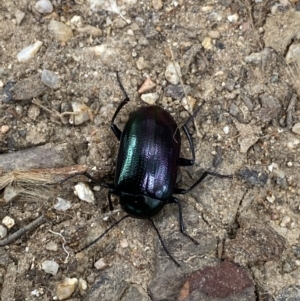 Chalcopteroides columbinus at Dickson, ACT - 24 Mar 2022