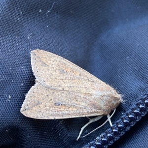 Mythimna (Pseudaletia) convecta at Jagungal Wilderness, NSW - 14 Mar 2022 09:11 AM