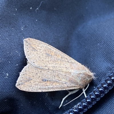 Mythimna (Pseudaletia) convecta (Common Armyworm) at Jagungal Wilderness, NSW - 14 Mar 2022 by NedJohnston