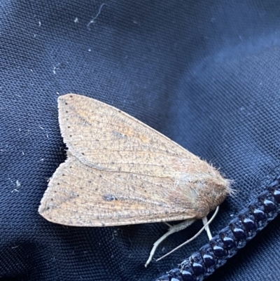 Mythimna (Pseudaletia) convecta (Common Armyworm) at Kosciuszko National Park - 13 Mar 2022 by Ned_Johnston