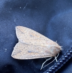 Mythimna (Pseudaletia) convecta at Jagungal Wilderness, NSW - 14 Mar 2022 09:11 AM