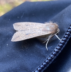 Mythimna (Pseudaletia) convecta at Jagungal Wilderness, NSW - 14 Mar 2022 09:11 AM