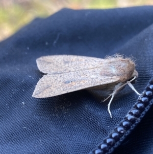 Mythimna (Pseudaletia) convecta at Jagungal Wilderness, NSW - 14 Mar 2022 09:11 AM