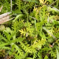 Cotula alpina (Alpine Cotula) at Kosciuszko National Park, NSW - 13 Mar 2022 by Ned_Johnston