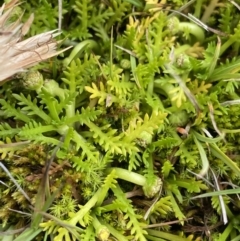 Cotula alpina at Kosciuszko National Park, NSW - 13 Mar 2022 03:41 PM