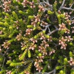 Epacris petrophila (Snow Heath) at Kosciuszko National Park - 13 Mar 2022 by Ned_Johnston