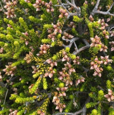 Epacris petrophila (Snow Heath) at Kosciuszko National Park, NSW - 13 Mar 2022 by NedJohnston