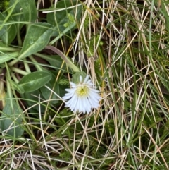 Pappochroma nitidum (Sticky Fleabane) at Kosciuszko, NSW - 13 Mar 2022 by Ned_Johnston