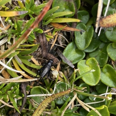 Nemobiinae sp. (sub-family) (A ground cricket) at Kosciuszko, NSW - 13 Mar 2022 by NedJohnston