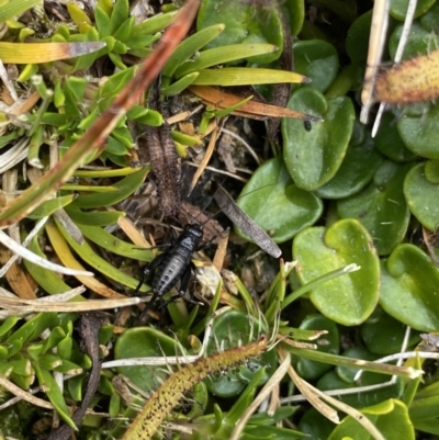 Nemobiinae sp. (sub-family) (A ground cricket) at Kosciuszko, NSW - 13 Mar 2022 by Ned_Johnston