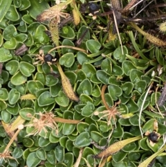 Diplaspis nivis (Snow Pennywort) at Kosciuszko, NSW - 13 Mar 2022 by NedJohnston