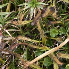 Drosera arcturi (Alpine Sundew) at Mt Kosciuszko Summit - 13 Mar 2022 by Ned_Johnston