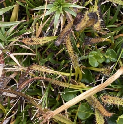 Drosera arcturi (Alpine Sundew) at Mt Kosciuszko Summit - 13 Mar 2022 by Ned_Johnston