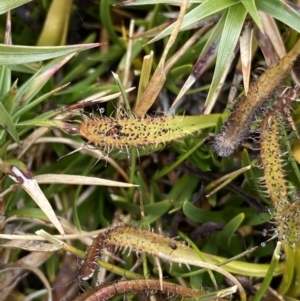 Drosera arcturi at Kosciuszko, NSW - 13 Mar 2022