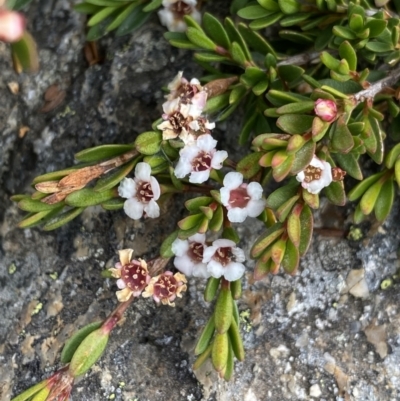 Baeckea utilis (Mountain Baeckea) at Kosciuszko, NSW - 13 Mar 2022 by NedJohnston
