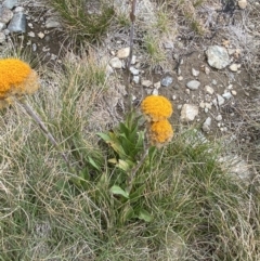 Craspedia aurantia var. aurantia (Orange Billy Buttons) at Kosciuszko, NSW - 13 Mar 2022 by NedJohnston