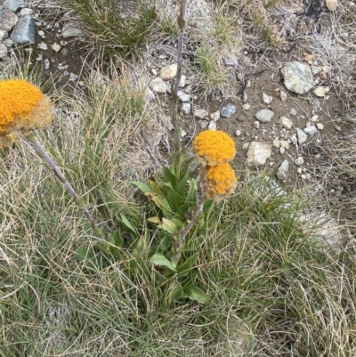 Craspedia aurantia var. aurantia (Orange Billy Buttons) at Mt Kosciuszko Summit - 13 Mar 2022 by Ned_Johnston
