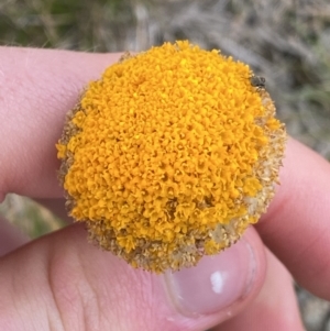 Craspedia aurantia var. aurantia at Kosciuszko, NSW - 13 Mar 2022