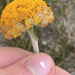 Craspedia aurantia var. aurantia at Kosciuszko, NSW - 13 Mar 2022