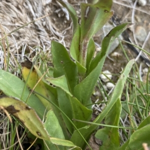 Craspedia aurantia var. aurantia at Kosciuszko, NSW - 13 Mar 2022