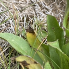 Craspedia aurantia var. aurantia at Kosciuszko, NSW - 13 Mar 2022