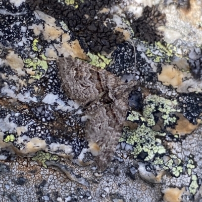 Phrissogonus laticostata (Apple looper moth) at Kosciuszko, NSW - 13 Mar 2022 by Ned_Johnston