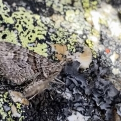 Phrissogonus laticostata at Kosciuszko, NSW - 13 Mar 2022 02:03 PM