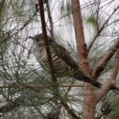 Chrysococcyx lucidus (Shining Bronze-Cuckoo) at Moruya, NSW - 26 Mar 2022 by LisaH