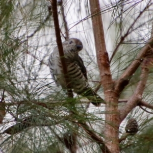 Chrysococcyx lucidus at Moruya, NSW - suppressed