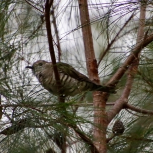 Chrysococcyx lucidus at Moruya, NSW - suppressed