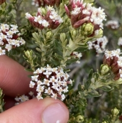 Ozothamnus alpinus at Kosciuszko, NSW - suppressed