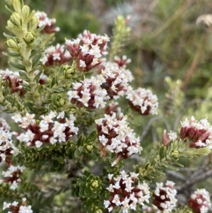 Ozothamnus alpinus at Kosciuszko, NSW - suppressed