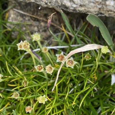 Colobanthus affinis (Alpine Colobanth) at Kosciuszko, NSW - 13 Mar 2022 by NedJohnston