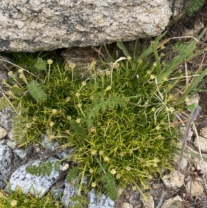 Colobanthus affinis at Kosciuszko, NSW - 13 Mar 2022