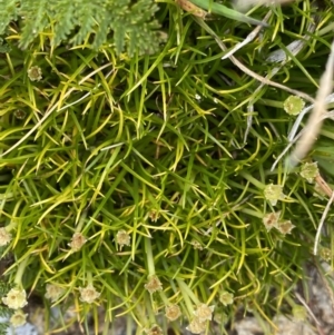 Colobanthus affinis at Kosciuszko, NSW - 13 Mar 2022