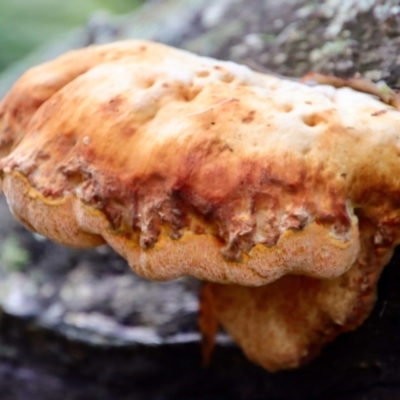 Unidentified Clubs/stalks on wood or on leaf/twig litter at Moruya, NSW - 26 Mar 2022 by LisaH