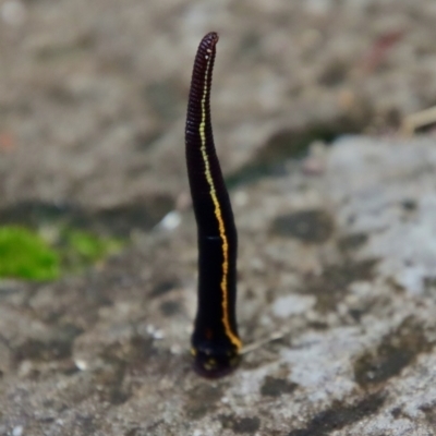 Hirudinea sp. (Class) (Unidentified Leech) at Moruya, NSW - 26 Mar 2022 by LisaH