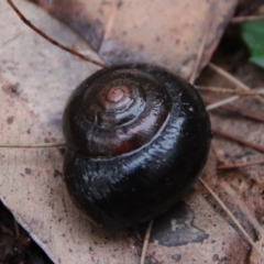 Pommerhelix mastersi (Merimbula Woodland Snail) at Moruya, NSW - 26 Mar 2022 by LisaH