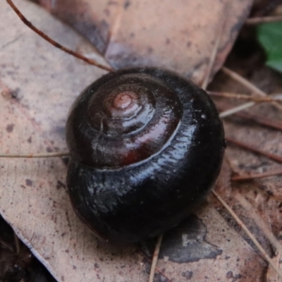 Pommerhelix mastersi (Merimbula Woodland Snail) at Moruya, NSW - 26 Mar 2022 by LisaH