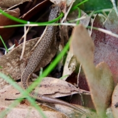 Saproscincus mustelinus (Weasel Skink) at Moruya, NSW - 26 Mar 2022 by LisaH