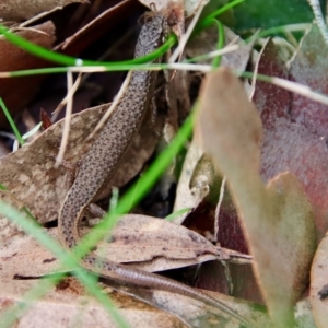 Saproscincus mustelinus at Moruya, NSW - suppressed