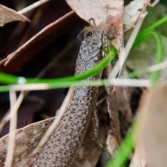 Saproscincus mustelinus at Moruya, NSW - suppressed